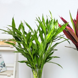 御春阁 大叶竹 60-70cm 10棵