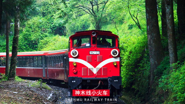 台湾嘉义阿里山一日游（含森林小火车）