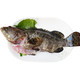 渔传播 活杀海南石斑鱼 1条 海鲜水产 活鱼现杀