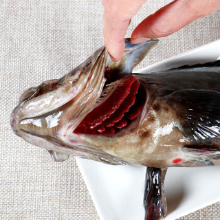 渔传播 活杀海南石斑鱼 1条 海鲜水产 活鱼现杀
