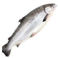 Gfresh 智利三文鱼 整条 冰鲜  6-7kg 1条