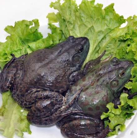 鲜玛特鲜活牛蛙田鸡500g2件