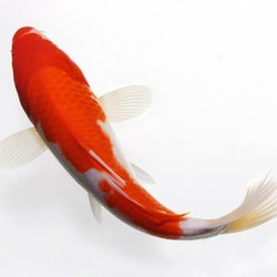 观赏鱼 水族锦鲤 红白 65-70cm