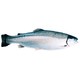 海购时代 智利冷冻三文鱼整条 6.5-7.0kg