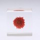 sola cube 千日红植物标本 立方体