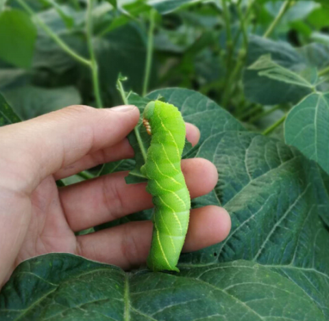 新鲜活体豆虫5565只