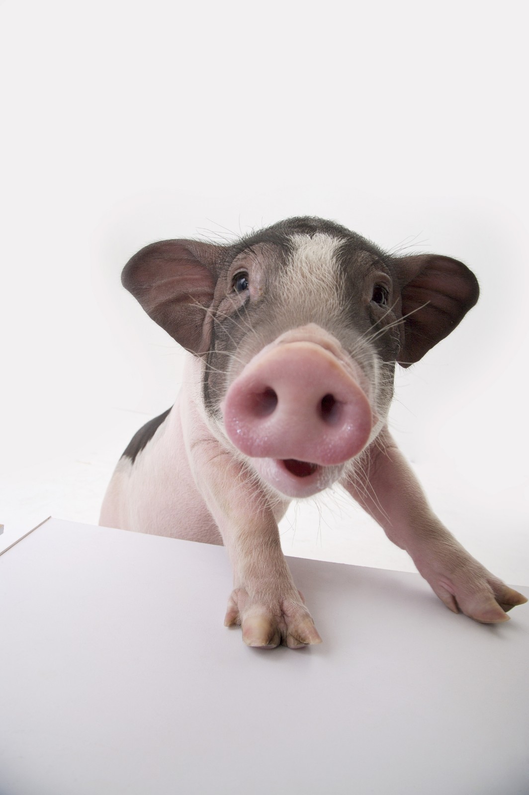 宠物活体迷你小香猪公猪3040cn