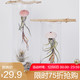 空气凤梨水母系列 悬挂套装 奇趣美观 易养懒人植物