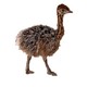 新奇好物、宠物活体：宠物非洲鸵鸟苗 1月龄