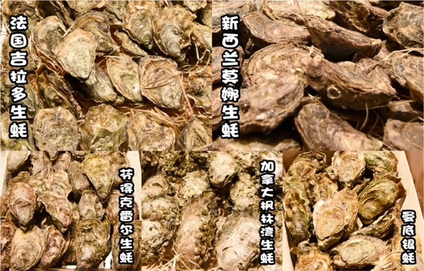 5种现开生蚝+澳洲和牛+圣诞特供甜品大火鸡！上海康桥万豪酒店生蚝海鲜主题自助晚餐