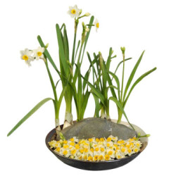 世纪奥桥漳州水仙花水培植物水仙种球冬季植物球根花卉 什么值得买 世纪奥桥漳州水仙花水培植物水仙种球冬季植物球根花卉 什么值得买