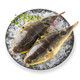 中洋河豚河豚鱼(暗纹东方鲀)150g 海鲜水产