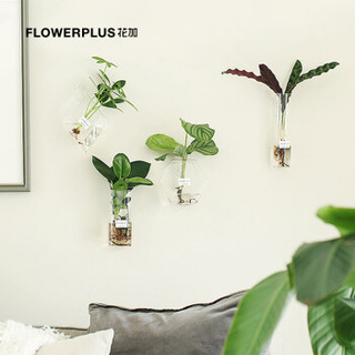 FlowerPlus 花加 水雾森林盆栽 4株