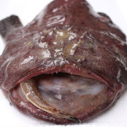 青岛冷冻安康鱼1500g1条袋装丑鱼老头鱼