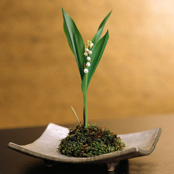 带盆盆栽浓香小型种根铃兰花10株+一个盆13.42元