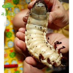 独角仙幼虫多少钱 什么值得买