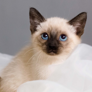 Xiaochong 小虫日用百货 泰国暹罗猫海豹重点色 报价价格评测怎么样 什么值得买