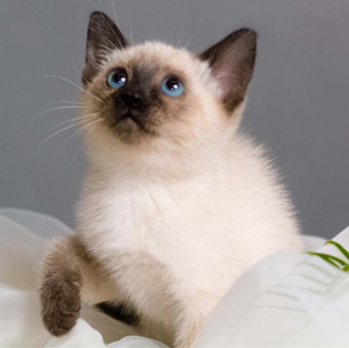 商品泰国暹罗猫 海豹重点色