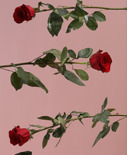 FlowerPlus 花加 偷心 1米巨型枪炮红玫瑰 鲜花礼盒