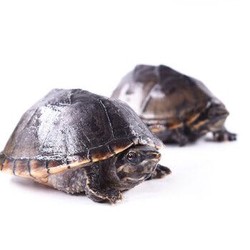 宠物活体 易萌 小乌龟活体 宠物麝香龟 5-7cm 2只装