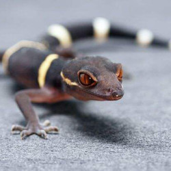 宠物活体蜥蜴豹纹守宫幼体海南恶魔守宫