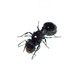 宠物活体 旺林宠物 针毛收获蚁 活体宠物蚂蚁