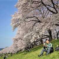 酒店特惠：懒人必备！日本冷门地赏樱攻略，人少樱美，住宿推荐--本州篇