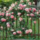 爱上欧月 爬藤月季蔷薇中苗 部分品种带花发货 23款可选