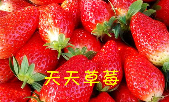 足不出沪，采摘美食两不误！上海天天草莓园采摘美食套餐