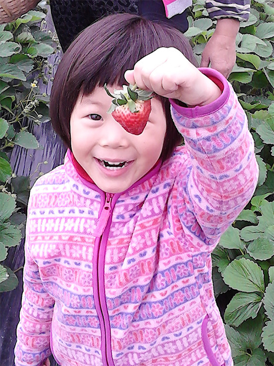 足不出沪，采摘美食两不误！上海天天草莓园采摘美食套餐