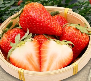 圣野果源 丹东99草莓 2斤