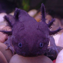 宠物活体四脚两栖小火龙鱼活体