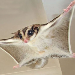 蜜袋鼠小宠物萌宠活体 母蜜袋鼯 小蜜白色蜜袋