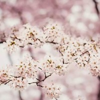 三月樱花祭！全国多地-武汉4天3晚自由行
