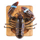 加拿大波士顿龙虾 鲜活 450-550g+赠品 鲜活 珍珠蚌1只