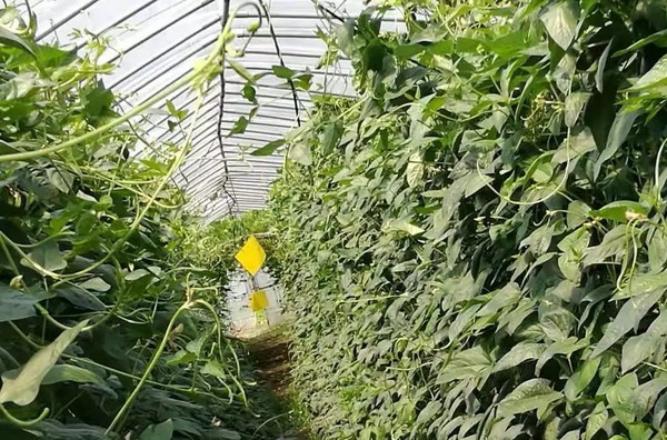 直面阳澄湖景，赏数百亩油菜花海！苏州阳澄喜柯大酒店1-2晚套餐（美食/景区任选