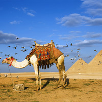 出游必备:沃达丰4G 2-60天上网流量电话卡 欧