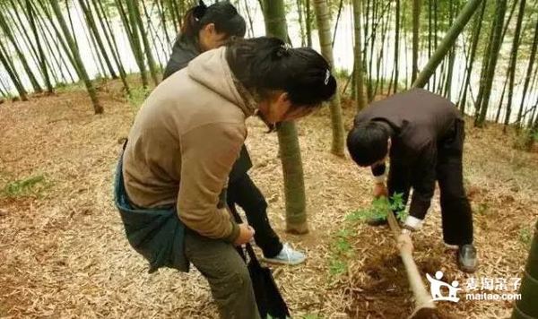 穿越南北湖景区，山野农趣挖春笋！上海-嘉兴南北湖亲子徒步+踏春一日游