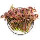 绿鲜知 香椿芽 250g+红叶生菜 约200g