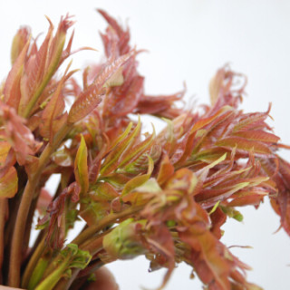 绿鲜知 香椿芽 150g