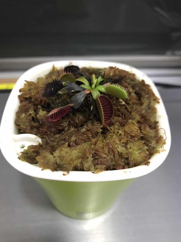 可以吃掉动物的恐怖植物