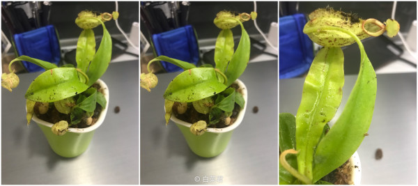 可以吃掉动物的恐怖植物