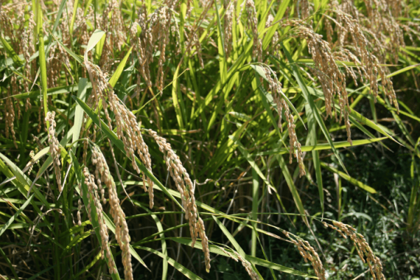 獭祭 岛耕作纯米大吟酿 720ml