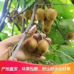 黄绿心猕猴桃新鲜奇异果弥猴桃水果30g-60g 2.5kg