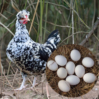 艾格格 贵妃鸡蛋 30枚 新鲜柴鸡蛋