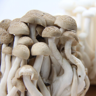 小汤山 黑蟹味菇 约150g 新鲜蔬菜 蘑菇