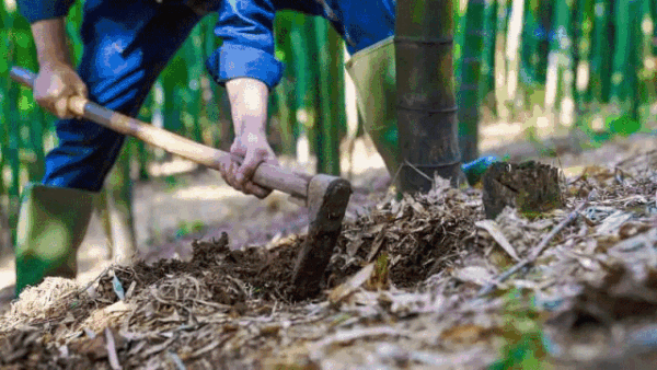 懂得入！鲍鱼辽参、M6和牛畅吃！上海浦东嘉里大酒店The COOK · 厨餐厅自助晚餐