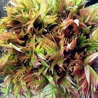 源方味 新鲜头茬香椿芽 150g*5包