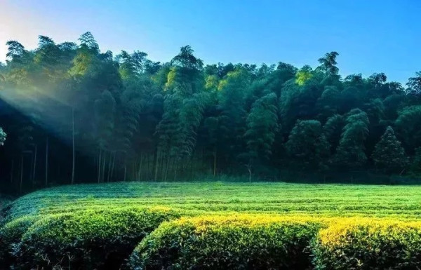 山林野奢 湖州慧心谷绿奢度假村1晚+双早+丰富活动