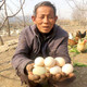 新鲜农家散养土鸡蛋30枚